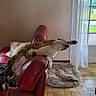 Chelsea a rejoint le concours — aidez-le/la à gagner de superbes lots ! dog, couch, leather, red_couch, living_room, dog_bed, tile_floor, curtains, glass_door, sunlight, stretching, relaxed, pet, indoor, furniture, home, canine, sprawled, paw, cozy