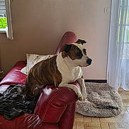 Chelsea participe au concours pour gagner de l'argent avec cette photo : dog, brindle, white, red_couch, armrest, indoor, dog_bed, tiled_floor, blanket, window, curtains, natural_light, living_room, pet, furniture, relaxed, home, cozy, gazing, animal