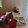 dog, brindle, white, red_couch, armrest, indoor, dog_bed, tiled_floor, blanket, window, curtains, natural_light, living_room, pet, furniture, relaxed, home, cozy, gazing, animal