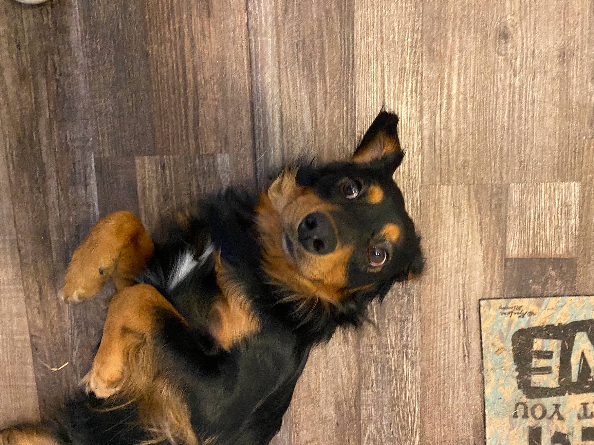 Remington joined the competition — help win amazing prizes! canidae, carnivore, companion_dog, dog, dog_breed, fawn, fur, hardwood, metal, paw, pet_supply, snout, sporting_group, terrestrial_animal, whiskers, wood, working_animal, working_dog