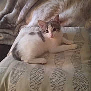 Alex is registered to the contest to win money with this photo: animal, blanket, cat, cozy, curious, cushion, cute, domestic, feline, fur, gray, indoor, kitten, lying_down, patterned, pet, resting, small, white, young