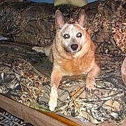 Holly joined the competition — help win amazing prizes! dog, couch, camouflage, indoor, pet, animal, fur, ears, paws, carpet, pillow, resting, home, brown, tan, looking, furniture, living_room, canine, domestic