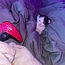 Ziggy joined the competition — help win amazing prizes! animal, bed, blanket, cat, comfort, cozy, cute, domestic, feline, gaming_controller, gray_blanket, indoor, kitten, pet, playful, purple_light, resting, small, soft_texture, young