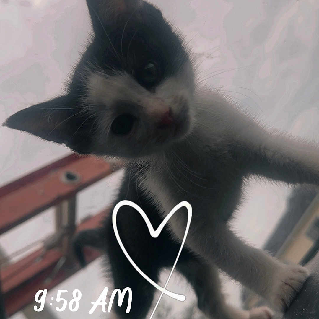 Ziggy
