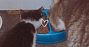 Ziggy is registered to the contest to win money with this photo: animal, black_and_white_cat, brown_tabby, cat, closeup, companions, concrete_floor, cute, domestic, eating, feline, food, food_bowl, heart_doodle, indoor, kitten, meal, pet, sharing, tabby_cat