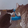 animal, black_and_white_cat, brown_tabby, cat, closeup, companions, concrete_floor, cute, domestic, eating, feline, food, food_bowl, heart_doodle, indoor, kitten, meal, pet, sharing, tabby_cat