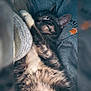 Ollie is registered to the contest to win money with this photo: cat, tabby, sleeping, cozy, grey_sweatshirt, paw, fur, pet, relaxed, closeup, indoor, cute, animal, whiskers, nap, soft, fluffy, resting, domestic_cat, feline