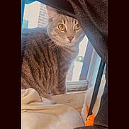Ollie is registered to the contest to win money with this photo: cat, tabby, yellow_eyes, window, indoor, curious, fabric, striped_fur, soft_surface, metal_bar, light, pet, animal, feline, closeup, looking, home, cozy, daylight, whiskers