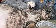 Ollie is registered to the contest to win money with this photo: kitten, cat, gray_tabby, paw, fur, whiskers, eyes, cute, pet, domestic_animal, sleepy, resting, cozy, sweatshirt, human_arm, indoor, closeup, young_cat, relaxed, feline