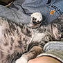 kitten, cat, gray_tabby, paw, fur, whiskers, eyes, cute, pet, domestic_animal, sleepy, resting, cozy, sweatshirt, human_arm, indoor, closeup, young_cat, relaxed, feline