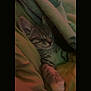 Ollie is registered to the contest to win money with this photo: kitten, cat, sleeping, blanket, paw, cozy, resting, fur, cute, indoor, domestic_animal, pet, animal, closeup, comfort, soft, relaxation, young, mammal, feline