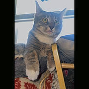 Ollie joined the competition — help win amazing prizes! cat, tabby_cat, pet, indoor, window, wide_eyes, paws, whiskers, ears, blanket, rope, perch, furniture, stare, portrait, sunlight, curiosity, relaxed, domestic_animal, closeup