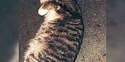 Ollie is registered to the contest to win money with this photo: animal, blurred_border, cat, close_up, concrete, ears, fluffy, grimy_floor, lying_down, night_photography, outdoor, paw, pet, relaxed, sleeping, striped_fur, tabby_cat, tail, urban, whiskers