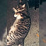 animal, blurred_border, cat, close_up, concrete, ears, fluffy, grimy_floor, lying_down, night_photography, outdoor, paw, pet, relaxed, sleeping, striped_fur, tabby_cat, tail, urban, whiskers
