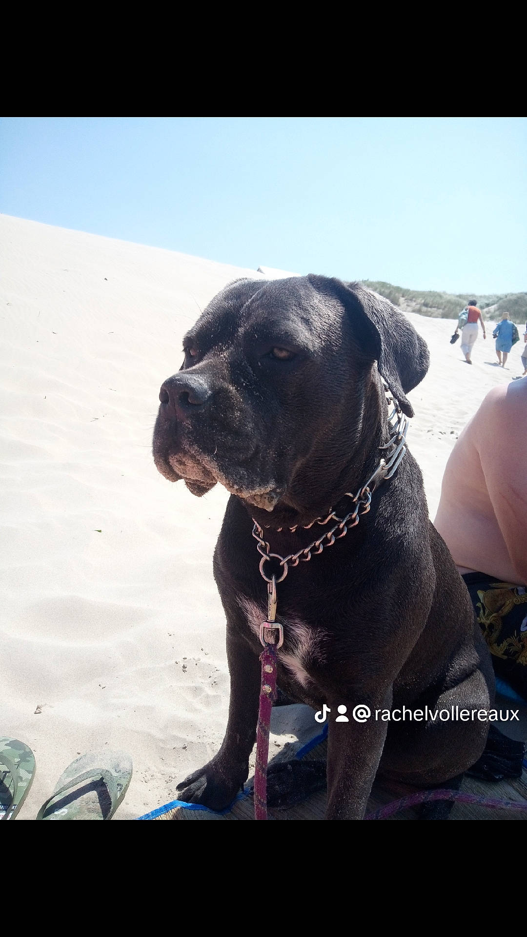 Kaly participe au concours pour gagner de l'argent avec cette photo : canidae, carnivore, collar, companion_dog, dog, dog_breed, dog_collar, fawn, guard_dog, leash, mammal, pet_supply, sky, snout, snow, sporting_group, whiskers, winter, working_animal, working_dog