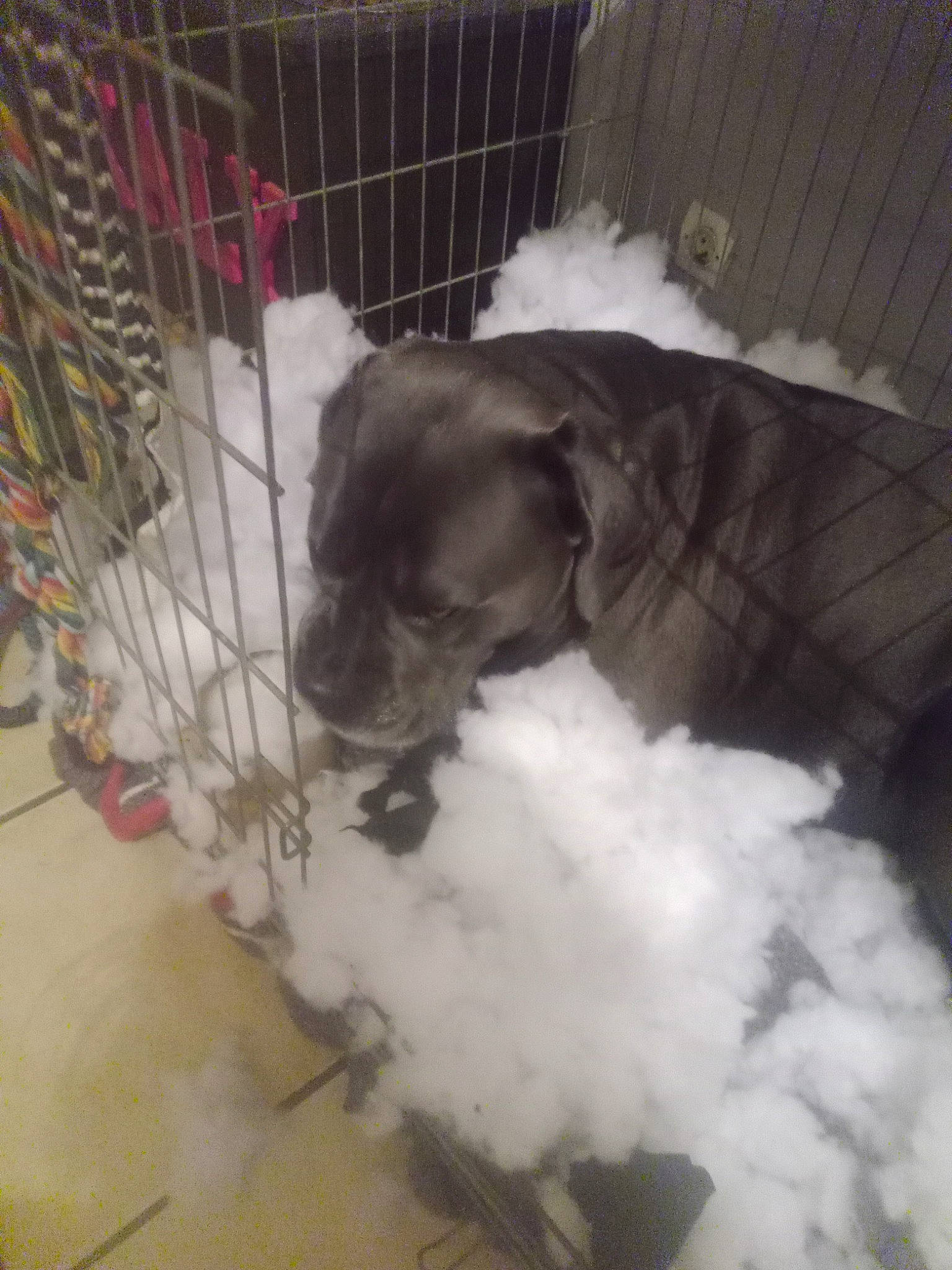 Kaly participe au concours pour gagner de l'argent avec cette photo : animal_shelter, cage, carnivore, companion_dog, dog, dog_breed, dog_crate, dog_supply, felidae, flooring, fur, liver, paw, pet_supply, snout, tail, toy, toy_dog, whiskers, working_animal