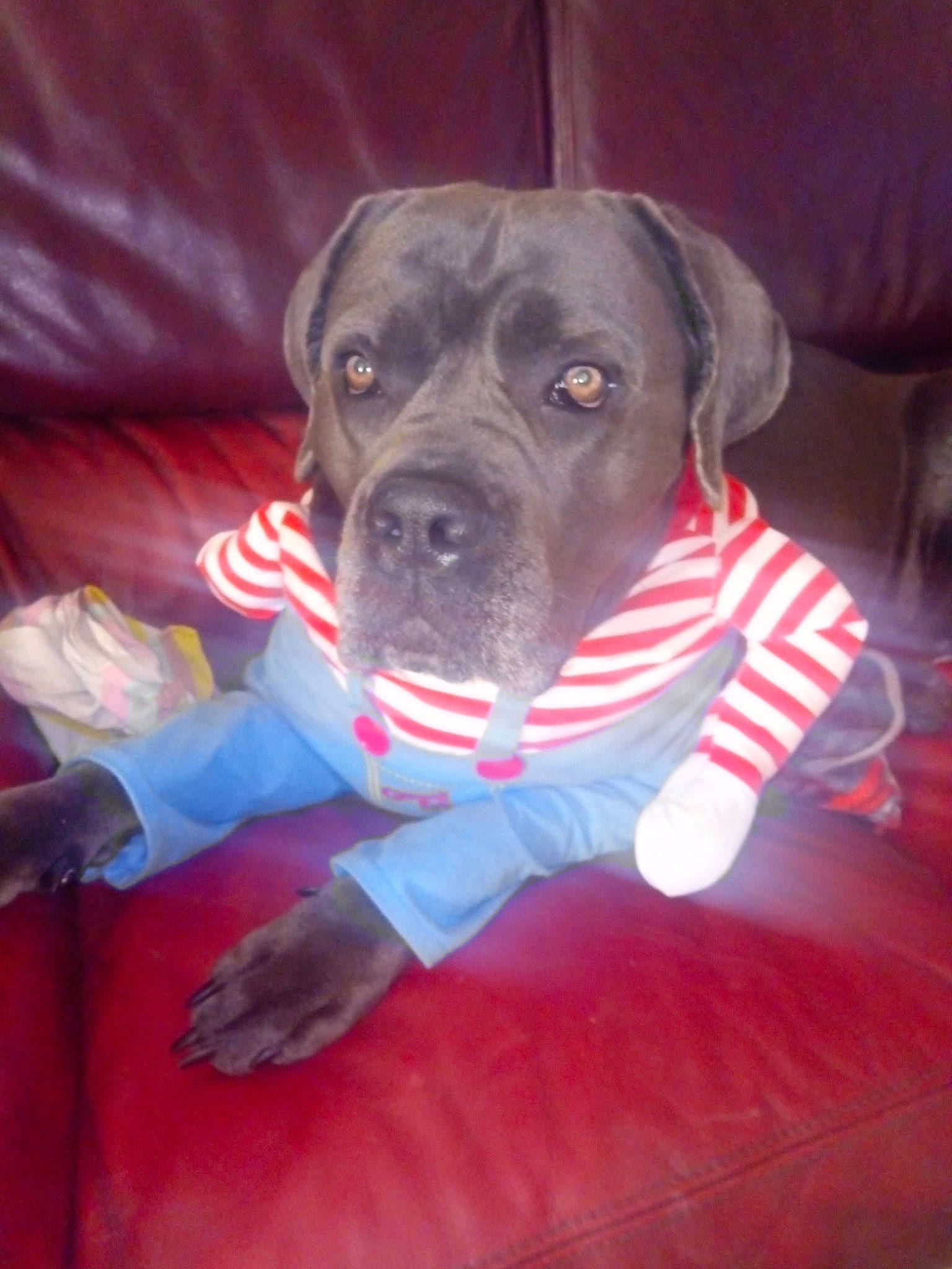 Kaly participe au concours pour gagner de l'argent avec cette photo : canidae, carmine, carnivore, collar, comfort, companion_dog, dog, dog_breed, dog_collar, dog_supply, electric_blue, fawn, fur, magenta, non_sporting_group, pet_supply, snout, sporting_group, whiskers, working_animal