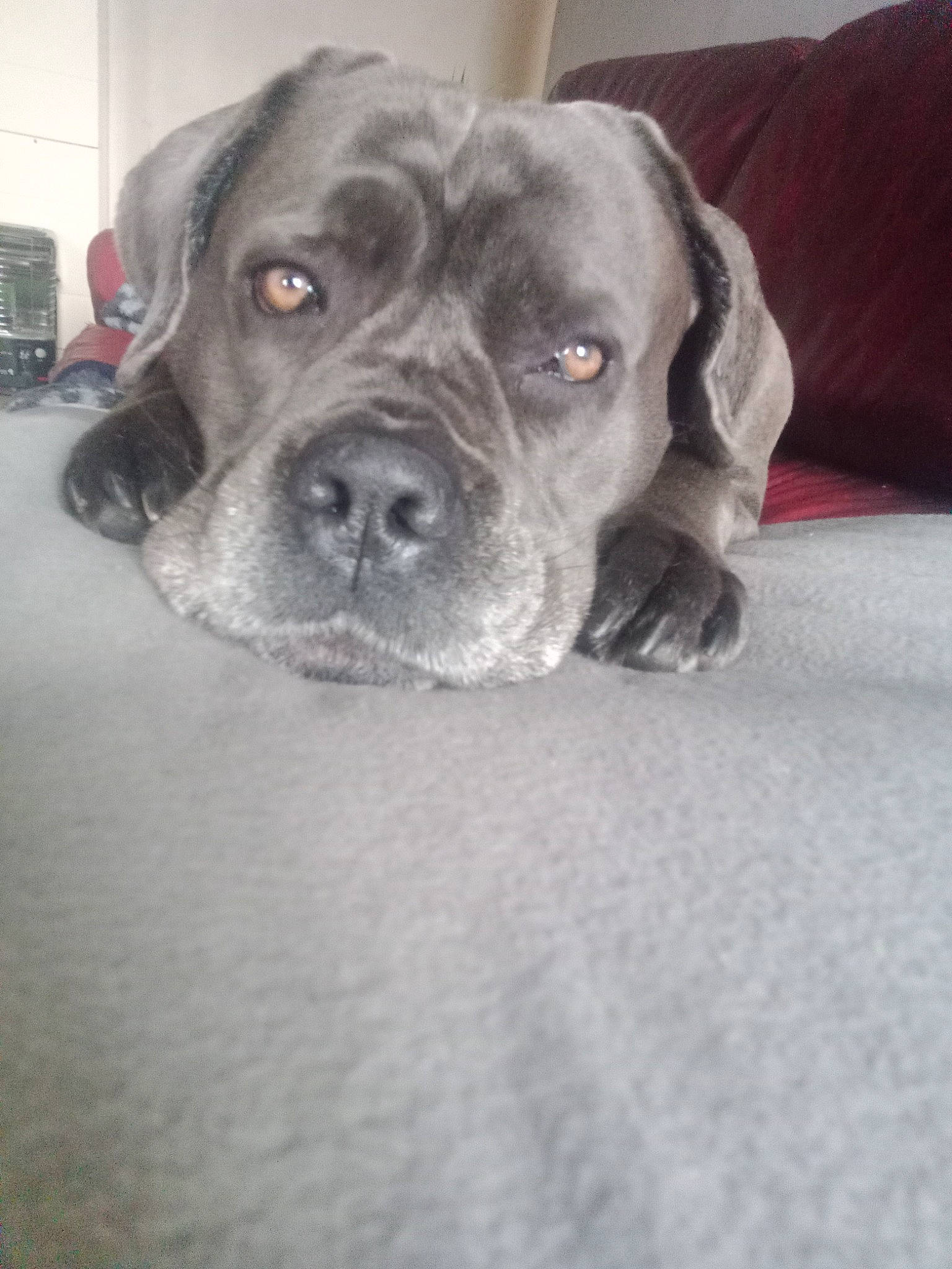 Kaly a rejoint le concours — aidez-le/la à gagner de superbes lots ! canidae, carnivore, collar, companion_dog, dog, dog_breed, fawn, flooring, fur, grey, guard_dog, non_sporting_group, puppy, snout, sporting_group, whiskers, working_animal, working_dog