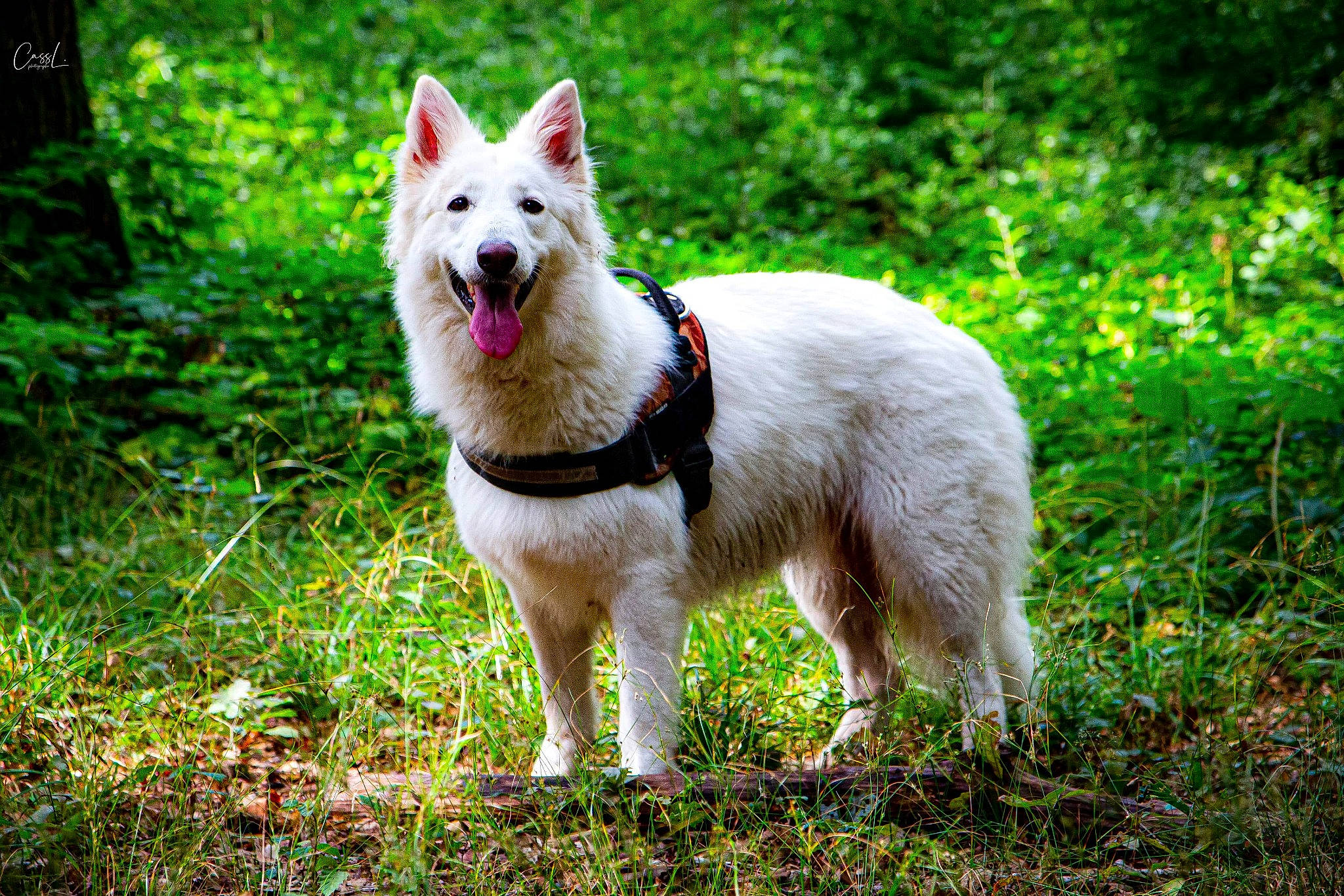 Meika a rejoint le concours — aidez-le/la à gagner de superbes lots ! berger_blanc_suisse, canidae, carnivore, dog, dog_breed, grass, mammal, vertebrate, west_highland_white_terrier, white_shepherd