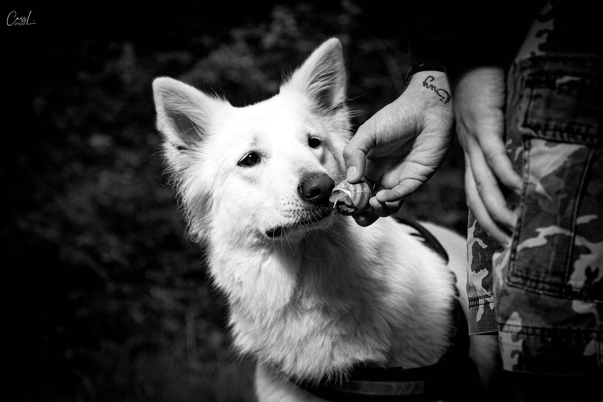 Meika a rejoint le concours — aidez-le/la à gagner de superbes lots ! berger_blanc_suisse, black_and_white, canidae, canis, carnivore, dog, dog_breed, kintamani, mammal, monochrome, monochrome_photography, non_sporting_group, photography, style, vertebrate, white, white_shepherd