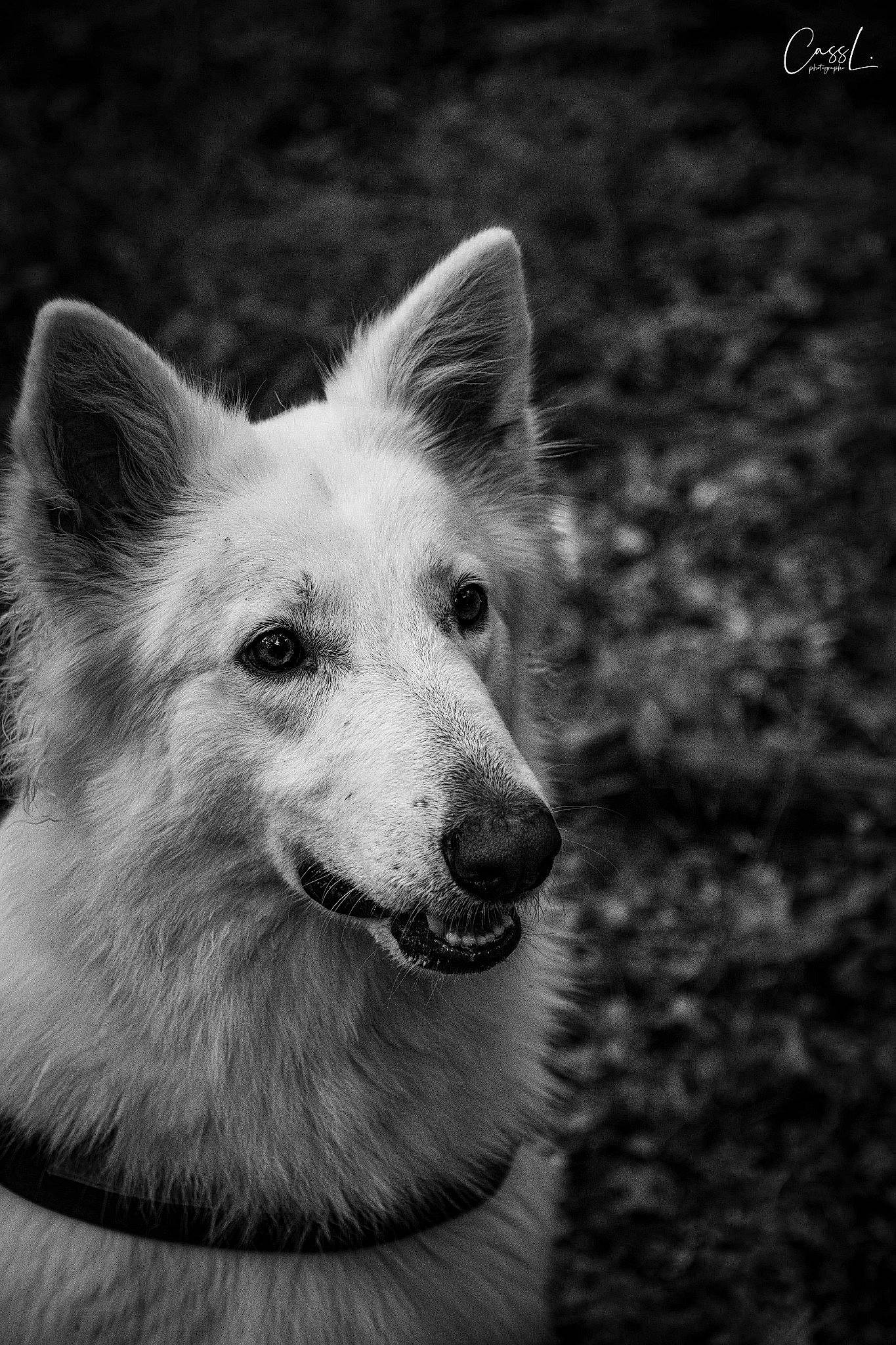 Meika participe au concours pour gagner de l'argent avec cette photo : berger_blanc_suisse, black_and_white, canaan_dog, canidae, carnivore, dog, dog_breed, german_shepherd_dog, herding_dog, kunming_wolfdog, mammal, monochrome, photography, snout, vertebrate, white, white_shepherd, working_dog