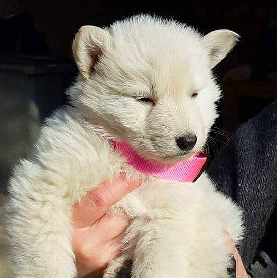 Meika a rejoint le concours — aidez-le/la à gagner de superbes lots ! berger_blanc_suisse, canidae, carnivore, dog, dog_breed, japanese_spitz, kintamani, korean_jindo_dog, mammal, non_sporting_group, nose, puppy, rare_breed_dog, samoyed, sporting_group, vertebrate, west_highland_white_terrier, white_shepherd, wolfdog