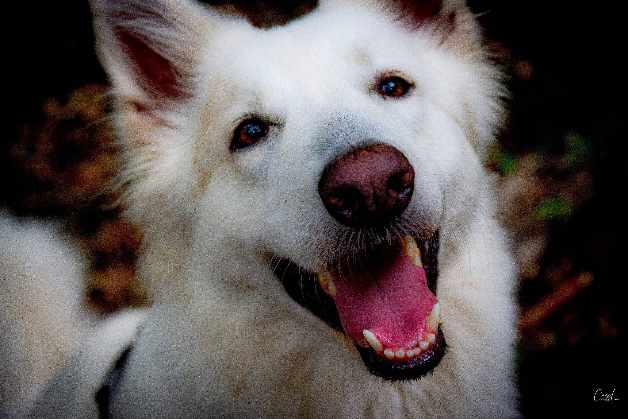 Meika a rejoint le concours — aidez-le/la à gagner de superbes lots ! american_eskimo_dog, berger_blanc_suisse, canadian_eskimo_dog, canidae, carnivore, dog, dog_breed, facial_expression, kintamani, mammal, mouth, nose, rare_breed_dog, samoyed, snout, vertebrate, white_shepherd