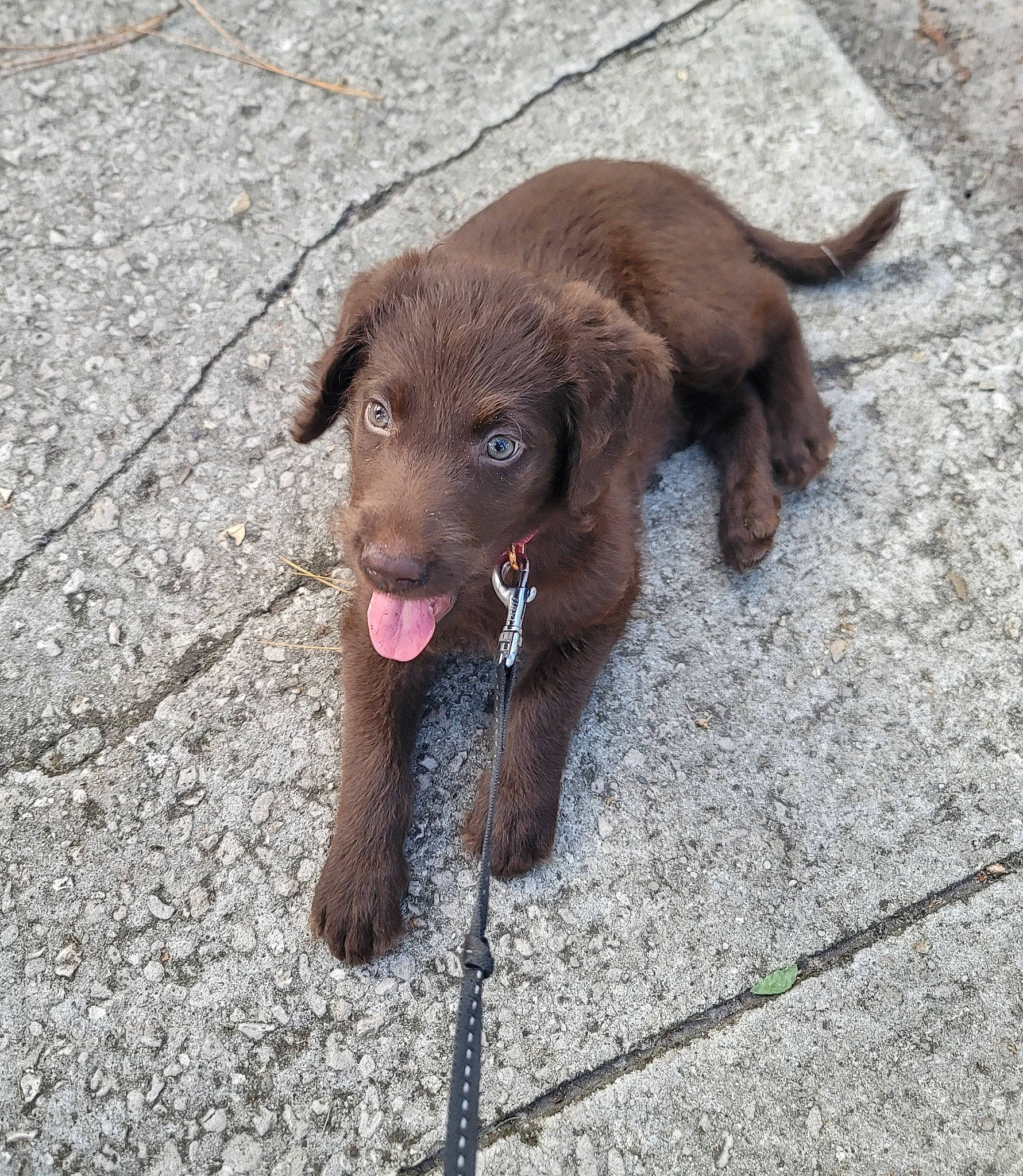 Ariel is registered to the contest to win money with this photo: carnivore, collar, companion_dog, dog, dog_breed, dog_collar, fur, gun_dog, hunting_dog, leash, liver, retriever, snout, sporting_group, terrestrial_animal, working_animal