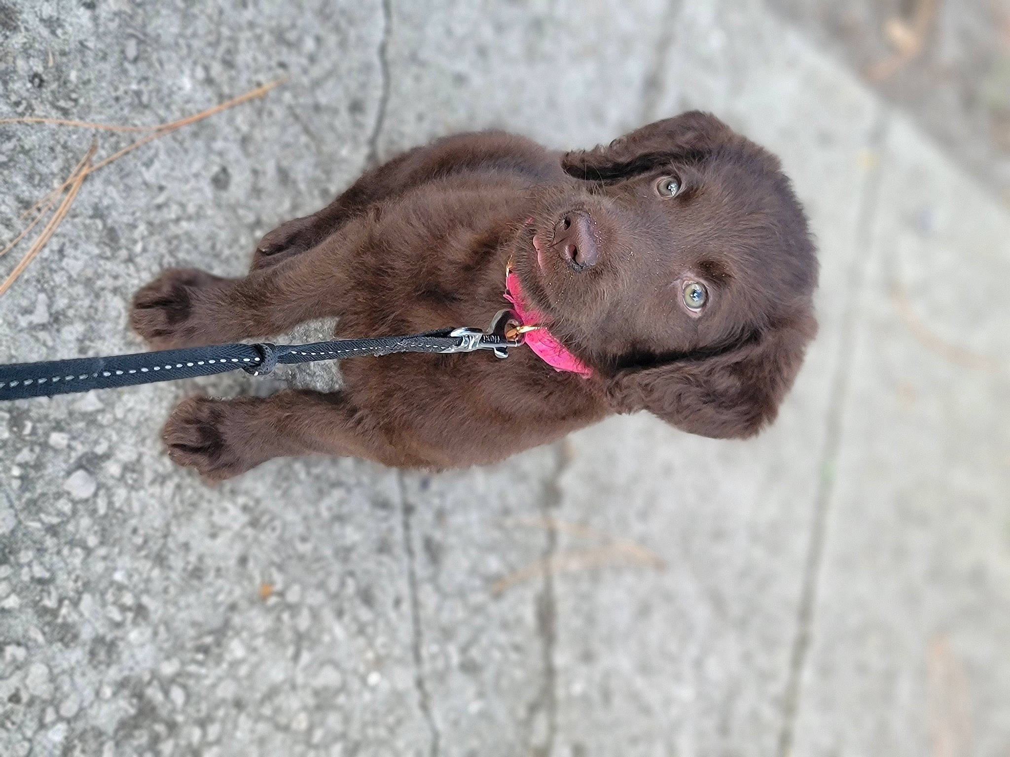 Ariel is registered to the contest to win money with this photo: canidae, carnivore, collar, companion_dog, dog, dog_breed, dog_collar, fawn, fur, gun_dog, hunting_dog, leash, liver, pet_supply, snout, sporting_group, working_animal