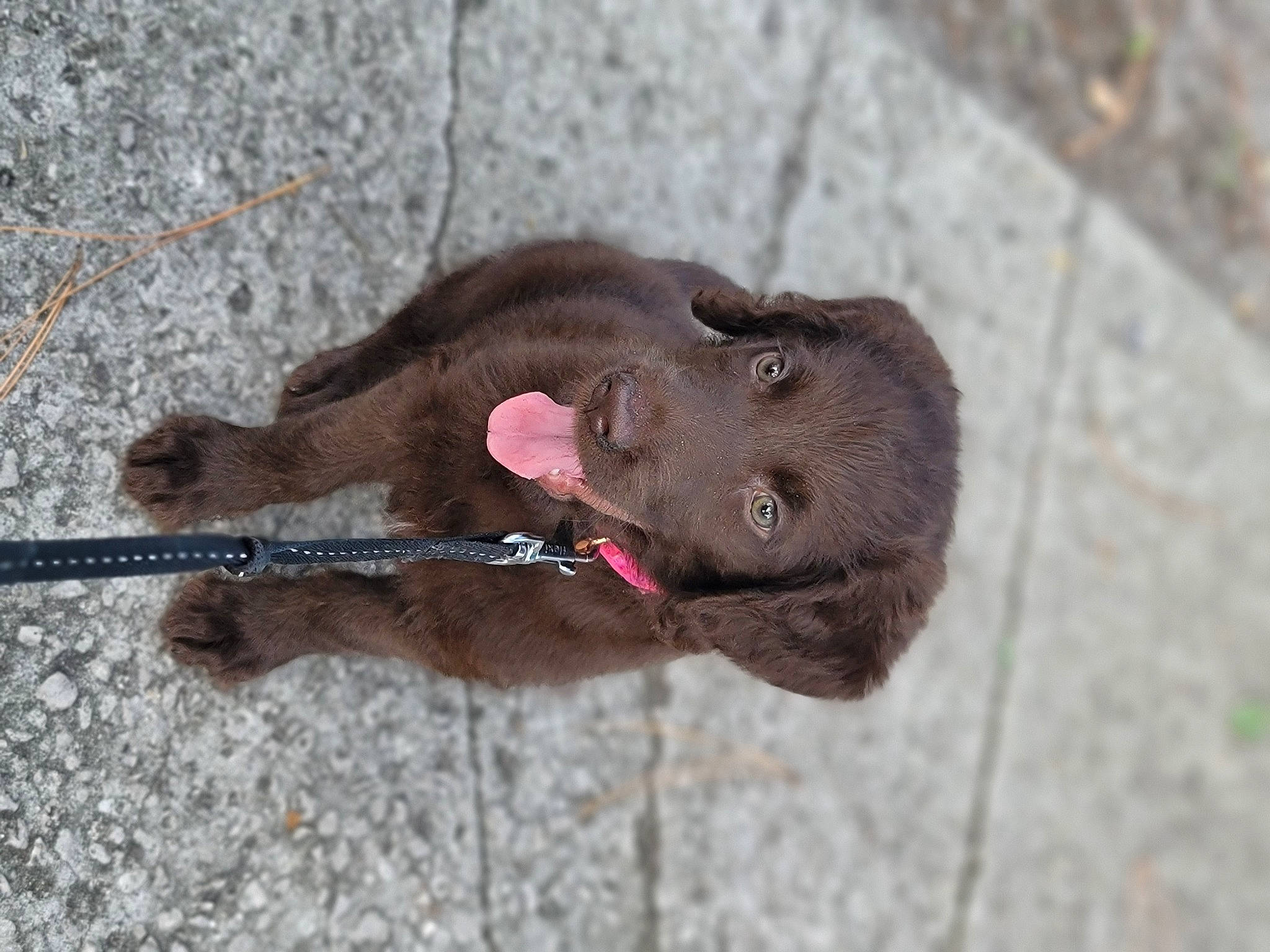 Ariel is registered to the contest to win money with this photo: carnivore, collar, dog, dog_breed, dog_collar, liver, sporting_group, terrestrial_animal, working_animal