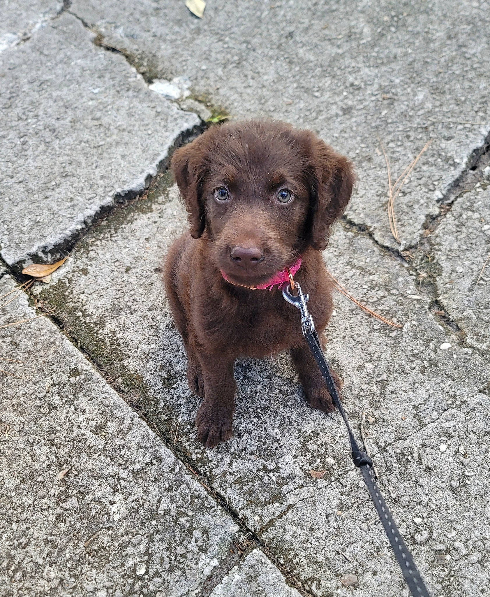 Ariel joined the competition — help win amazing prizes! canidae, carnivore, collar, companion_dog, concrete, dog, dog_breed, dog_collar, flooring, fur, gun_dog, leash, liver, paw, plant, road_surface, snout, sporting_group, terrestrial_animal, working_animal