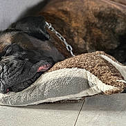 Popeye a rejoint le concours — aidez-le/la à gagner de superbes lots ! animal, black, brindle, brown, canine, closeup, collar, comfort, cozy, dog, floor, fur, indoor, pet, pillow, plush, relaxed, resting, sleeping, tile_floor