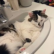 Wooky participe au concours pour gagner de l'argent avec cette photo : bathroom, brown, cat, cat_container, counter, cozy, cute, domestic, feline, fur, grooming_tools, household, interior, mirror, pet, pink_paw, relaxed, sink, sleeping, white