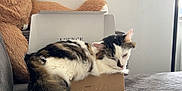 Wooky participe au concours pour gagner de l'argent avec cette photo : animal, black, brown, cardboard_box, cat, couch, cozy, cute, feline, fluffy, furniture, home, indoor, pet, relaxed, resting, soft, striped, teddy_bear, white