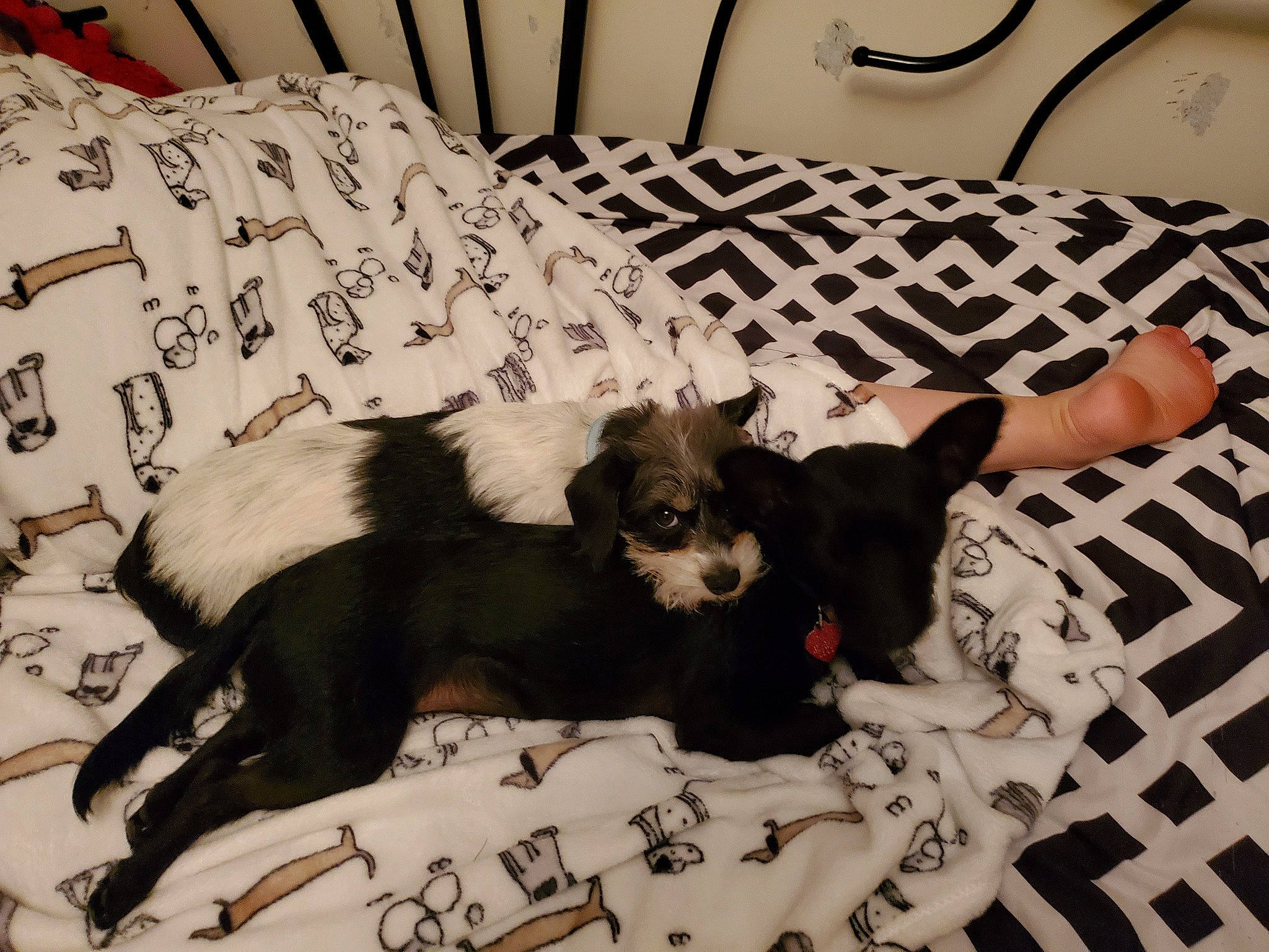 Oli joined the competition — help win amazing prizes! canidae, carnivore, companion_dog, dog, dog_breed, non_sporting_group, puppy, schipperke, tail