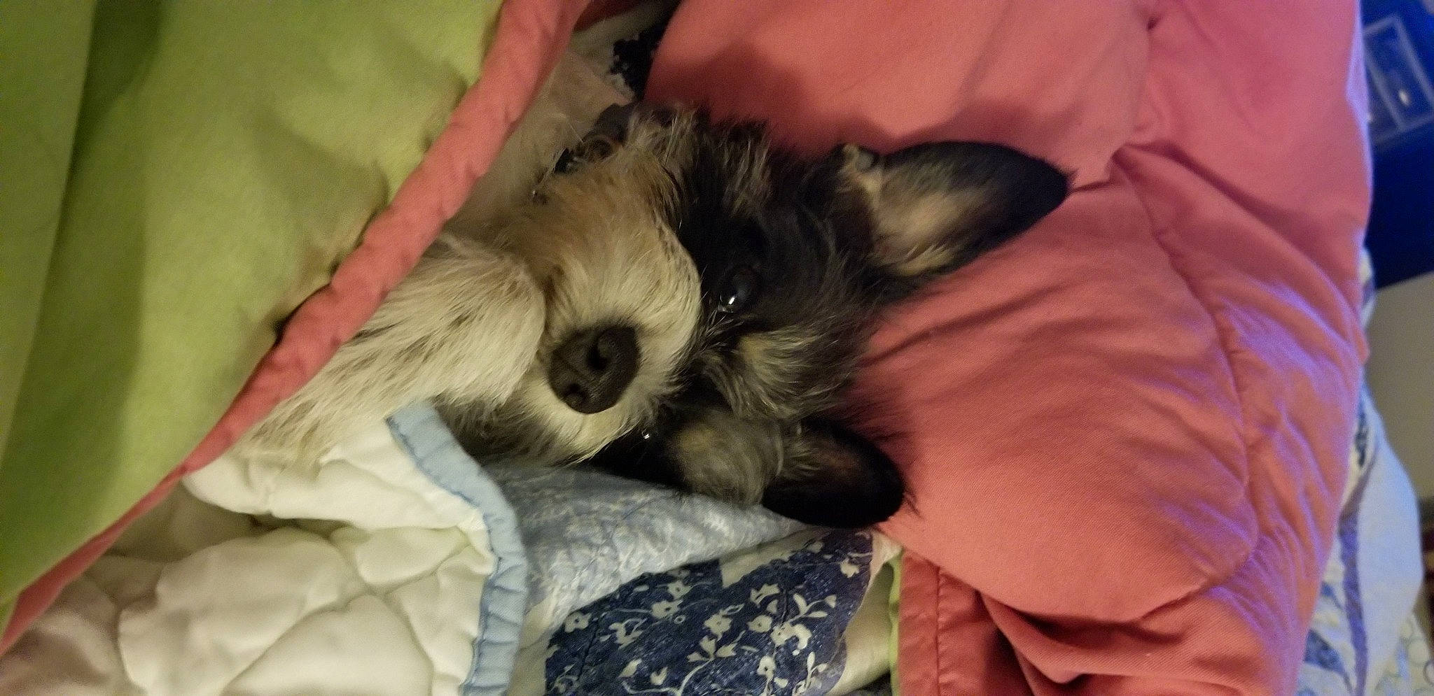 Oli is registered to the contest to win money with this photo: canidae, carnivore, dog, dog_breed, ear, mammal, miniature_schnauzer, morkie, nap, puppy, schnauzer, schnoodle, sleep, snout, sporting_group, terrier, vertebrate