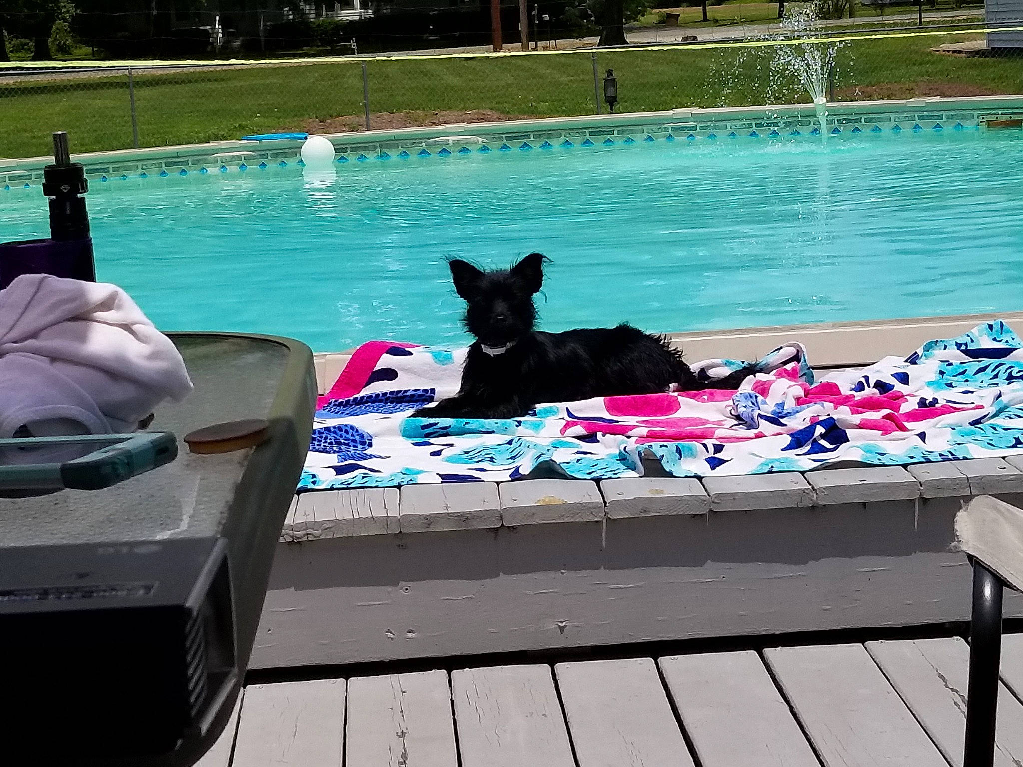 Luna is registered to the contest to win money with this photo: canidae, carnivore, companion_dog, dog, dog_breed, leisure, non_sporting_group, outdoor_furniture, schipperke, square, table, water