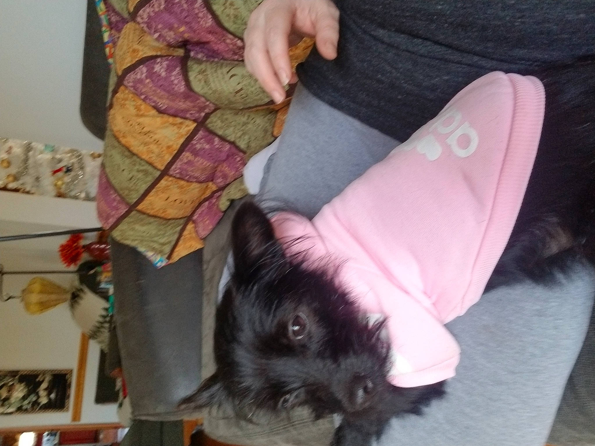 Luna is registered to the contest to win money with this photo: black_cat, canidae, carnivore, cat, ear, felidae, fur, kitten, pink, small_to_medium_sized_cats, tail, whiskers