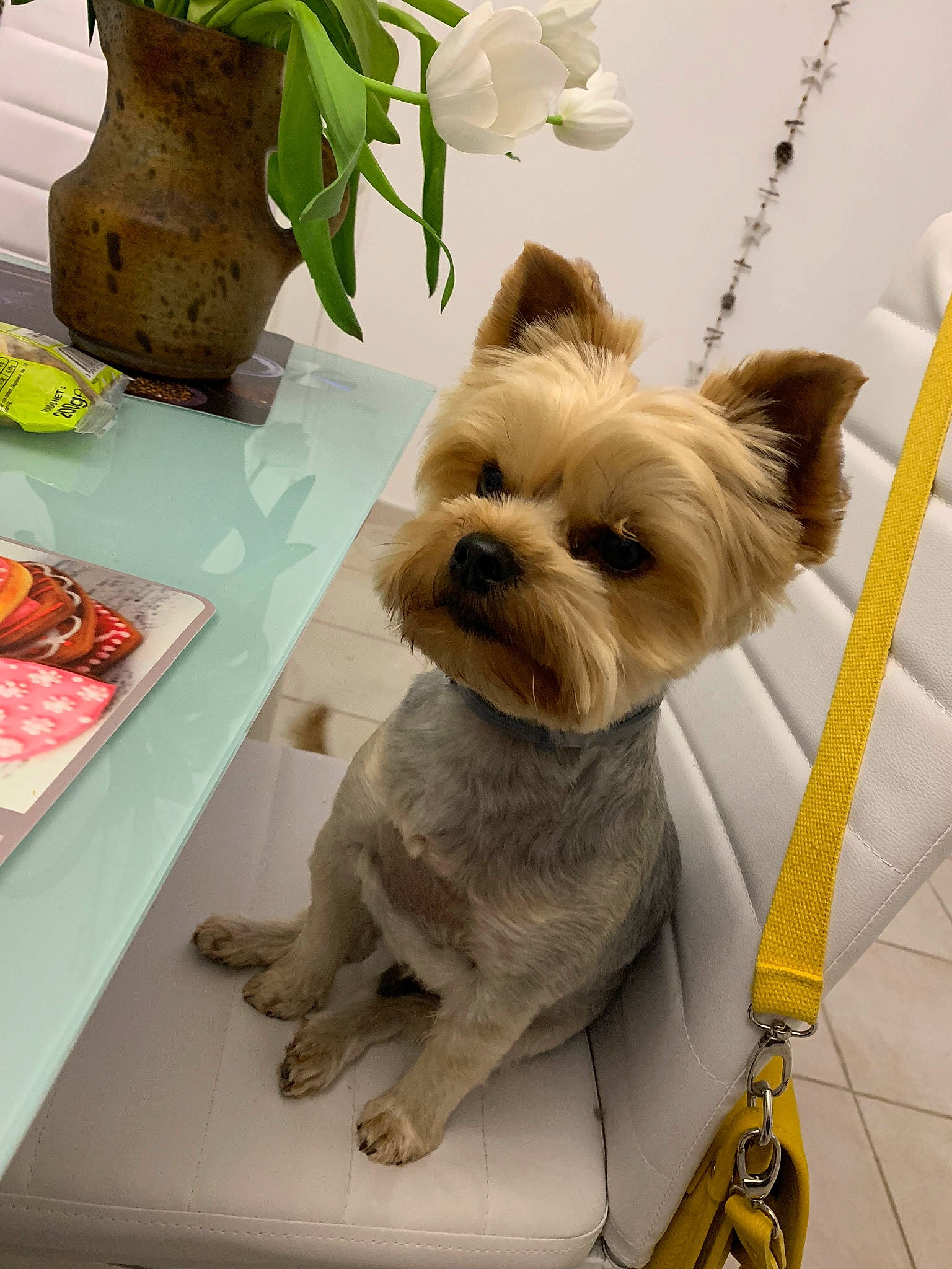 Mozart a rejoint le concours — aidez-le/la à gagner de superbes lots ! artifact, carnivore, collar, companion_dog, dog, dog_breed, dog_clothes, dog_supply, fashion_accessory, fawn, flowerpot, houseplant, liver, pet_supply, plant, small_terrier, snout, sporting_group, toy_dog, working_animal