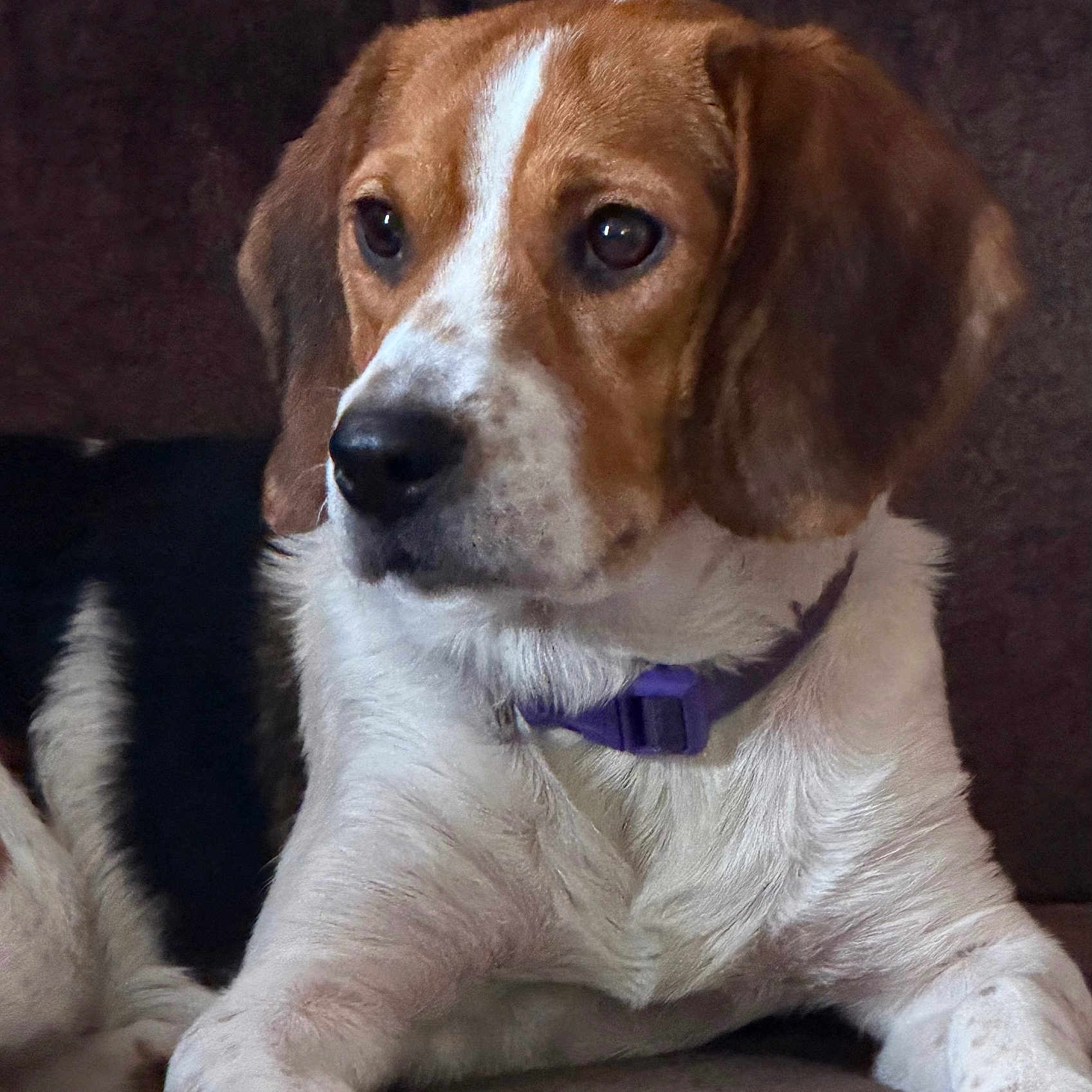 Charlee Rose is registered to the contest to win money with this photo: beagle, dog, pet, collar, brown, white, black, fur, animal, portrait, canine, indoor, relaxed, closeup, cute, ears, snout, paw, looking_away, companion