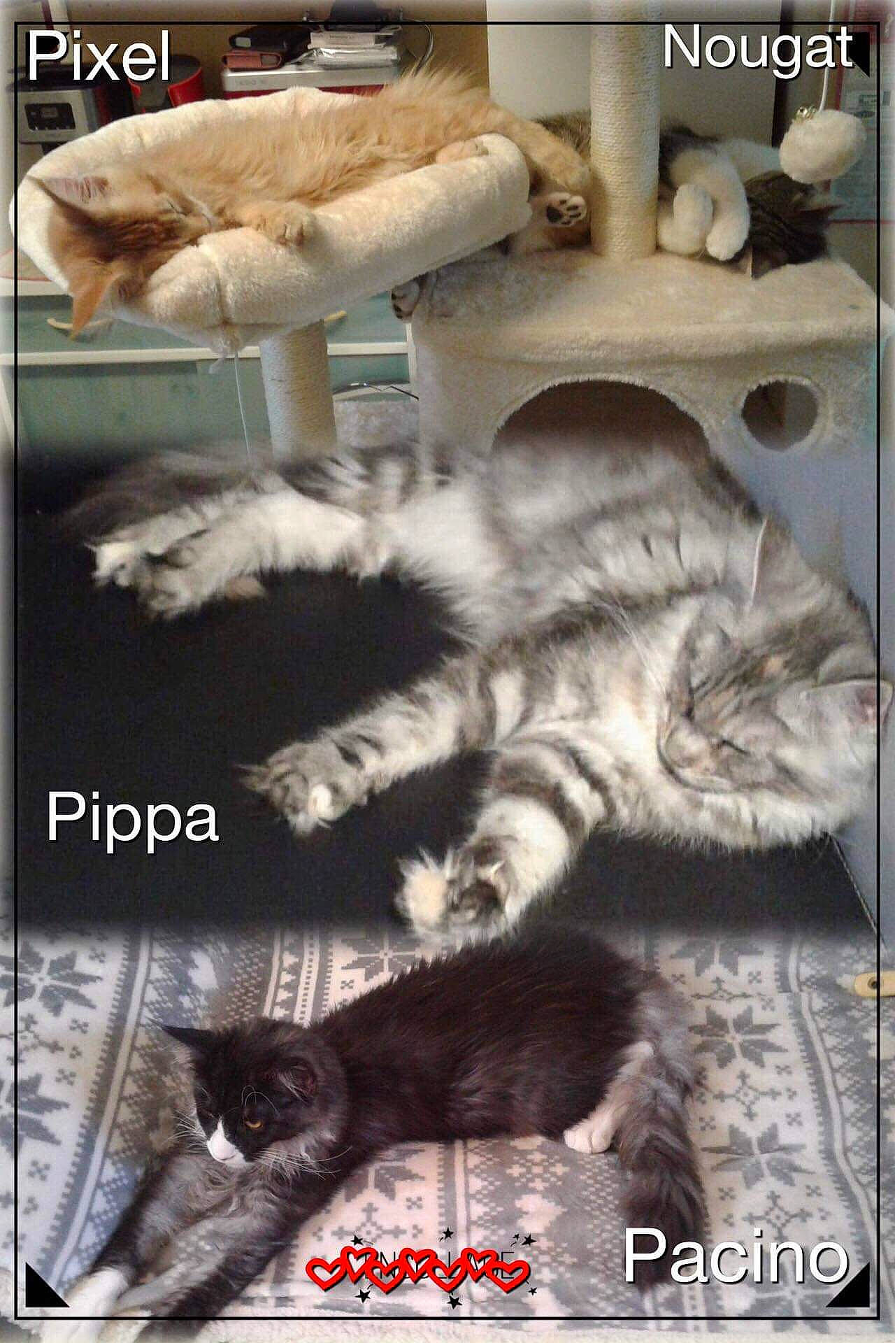 Pippa Du Val Del Fort Cat'S