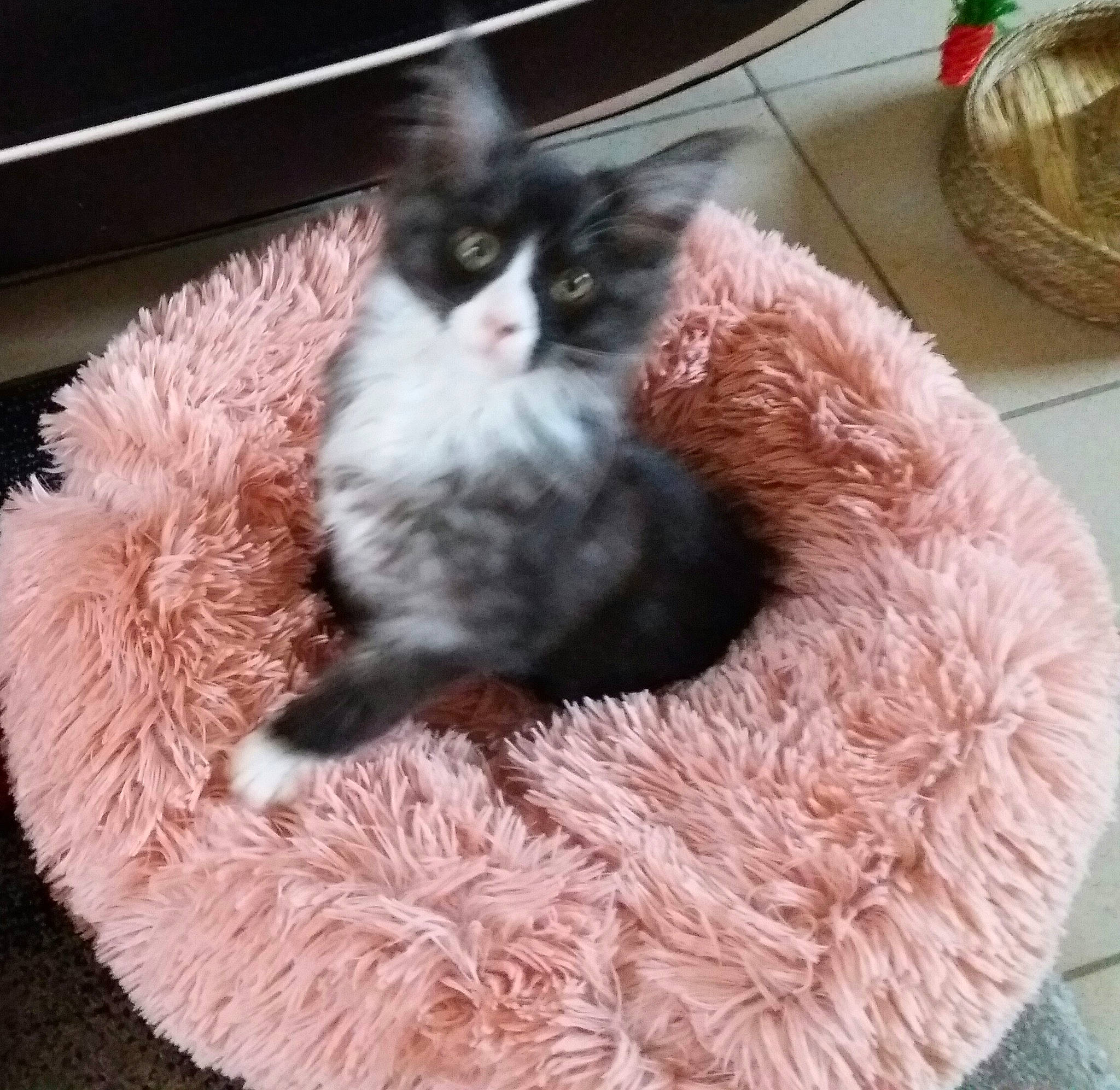 Pacino Du Manoir De Kerrun