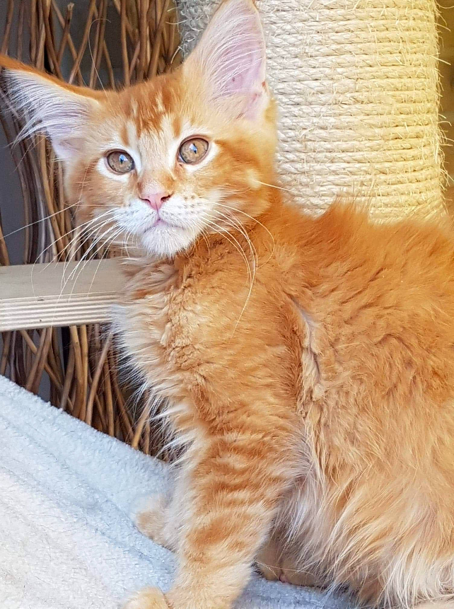 Pixel D'Instinct Macoon participe au concours pour gagner de l'argent avec cette photo : arabian_mau, asian, asian_semi_longhair, carnivore, cat, cymric, domestic_long_haired_cat, fawn, felidae, fur, kitten, maine_coon, mammal, norwegian_forest_cat, small_to_medium_sized_cats, somali, tabby_cat, turkish_angora, vertebrate, whiskers