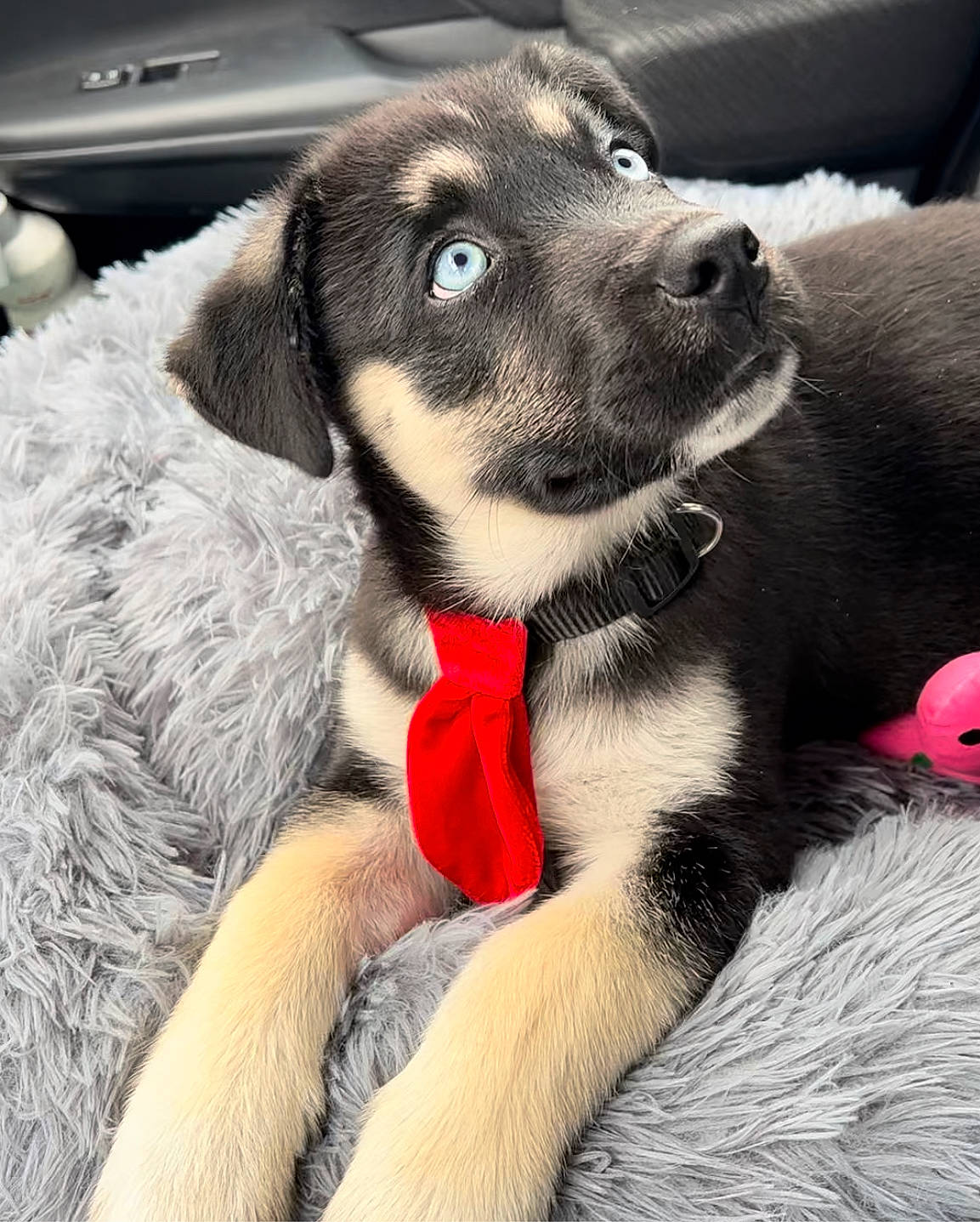 Azul is registered to the contest to win money with this photo: canidae, carnivore, collar, comfort, companion_dog, dog, dog_bed, dog_breed, dog_collar, dog_supply, fur, paw, pet_supply, puppy, snout, sporting_group, whiskers, working_animal, working_dog