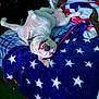 bed, blanket, canine, collar, comfort, cozy, dog, domestic_animal, funny_pose, fur, indoor, mouth, paw, relaxed, resting, sleeping, smiling, star_pattern, teeth, white_dog