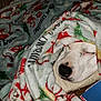 animal, blanket, christmas, comfort, cozy, cute, dog, fabric, face, holiday, indoor, nose, pet, relaxation, resting, sleeping, soft, warm, white_dog, wrapped