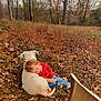 autumn, casual_clothes, child, countryside, curly_hair, cute, dog, fall, friendship, grass, leaves, nap, nature, outdoor, peaceful, red_shirt, relaxing, seasonal, trees, white_dog