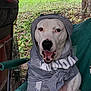 animal, canine, casual, chair, closeup, clothing, dog, greenery, happy, hoodie, nature, outdoor, panting, pet, relaxed, shed, sitting, tree, white_dog, yard