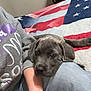Gunny joined the competition — help win amazing prizes! animal, blanket, casual, colorful, comfort, companion, cute, dog, gray_dog, home, indoor, jeans, knees, person, pet, puppy, relaxing, resting, sweatshirt, young_dog