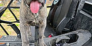 Gunny is registered to the contest to win money with this photo: adventure, black_seat, canine, closeup, dog, excited, forest, happy, leash, muddy, nature, off_road, outdoor, pet, puppy, seat, seatbelt, tongue_out, vehicle, young_dog